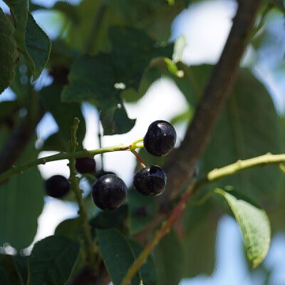 Prunus padus 'Tiefurt'